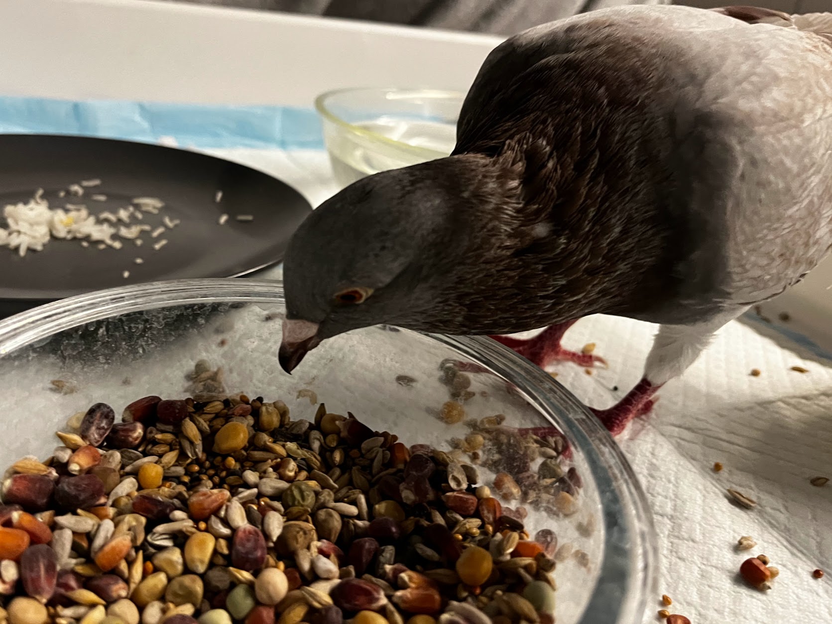 Do pigeons eat sunflower seeds?