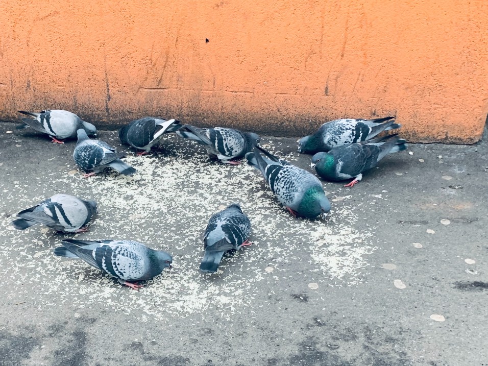 Do pigeons explode if they eat rice?