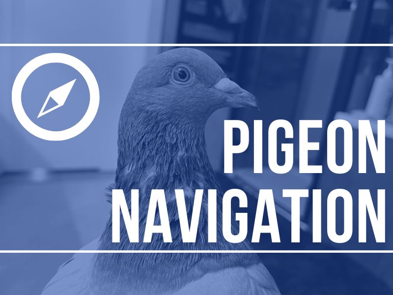 How do pigeons know where to go?