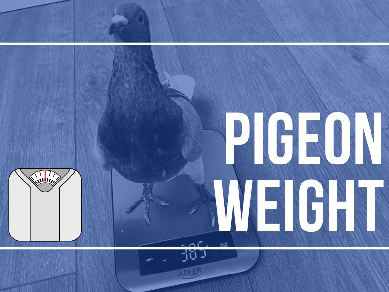 How much do pigeons weigh?