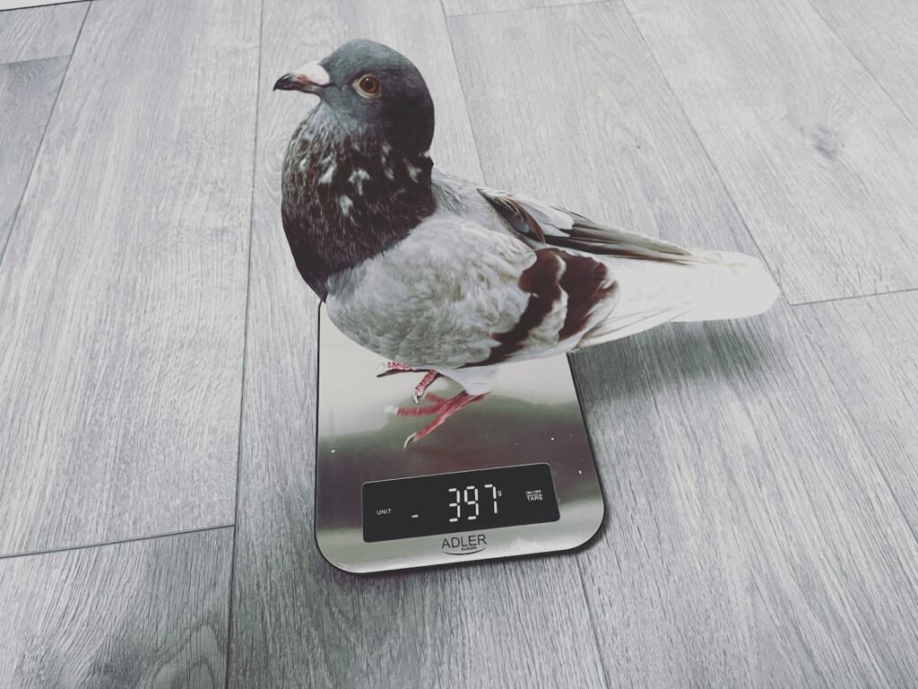 How much does my pigeon weigh?