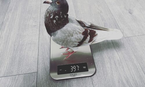 How Much Do Pigeons Weigh?