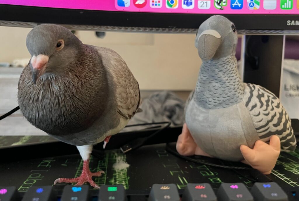 My pigeon sleeping/napping on my desk
