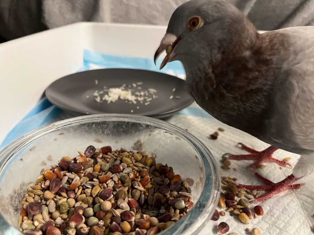 My pigeon eating grains and seeds