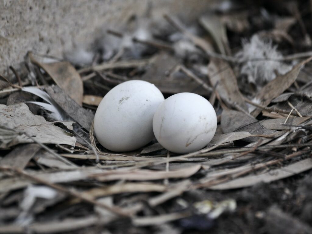 How long do pigeon eggs take to hatch?