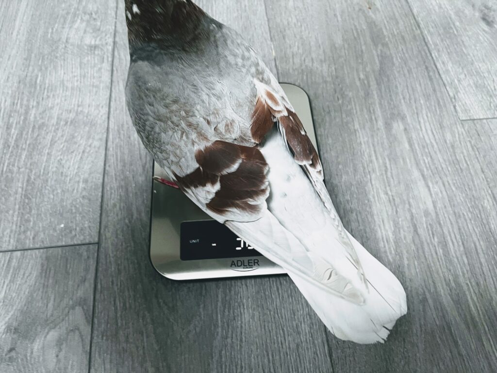 How much do pigeons weigh?