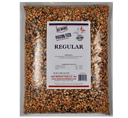 The best pigeon feed: Regular Pigeon Mix