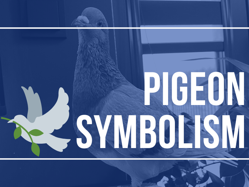 What do pigeons symbolize?