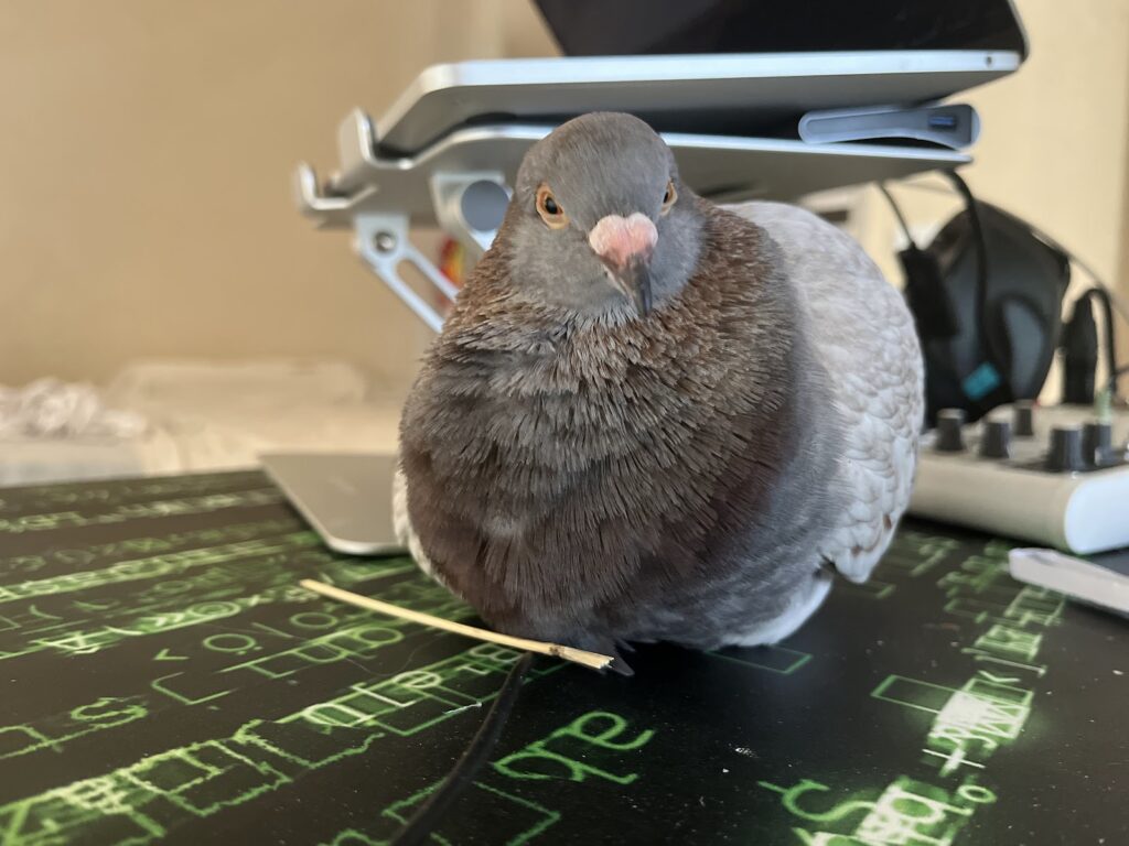 My pet pigeon's nest on desk