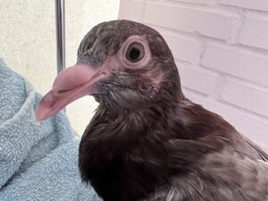 What do baby pigeons eat?
