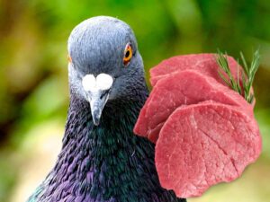 Can pigeons eat meat?