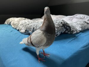 Can pigeons see in the dark?
