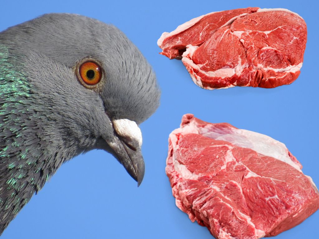 Do pigeons eat meat?