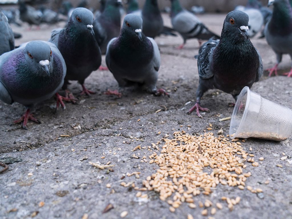 Pigeons in urban areas