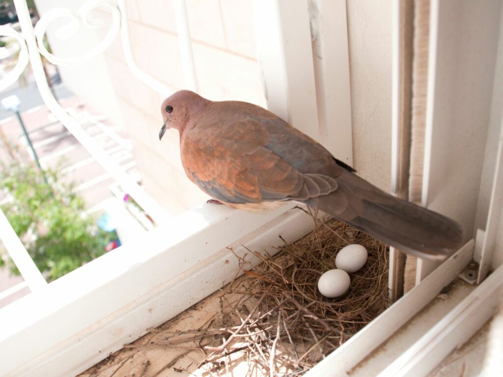 Do pigeons lay eggs?