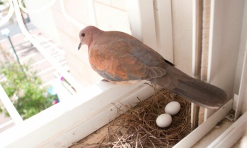 Do Pigeons Lay Eggs?