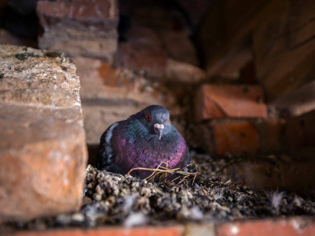 Why Are Pigeon Nests So Bad