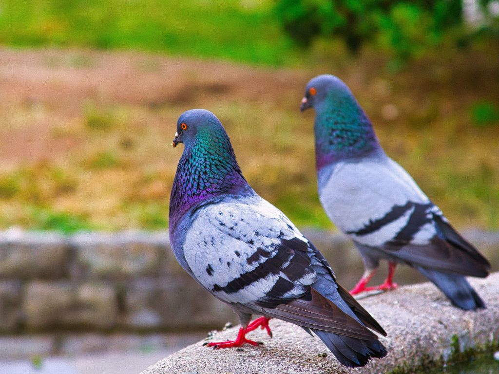Do pigeons migrate? No