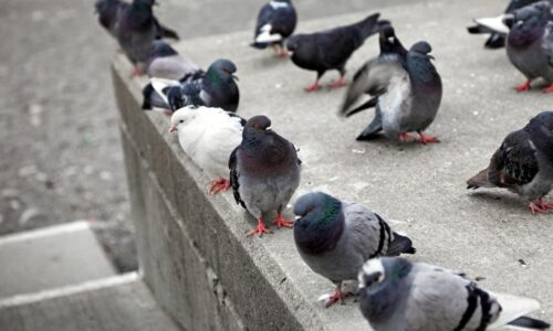 How Do Pigeons Reproduce?