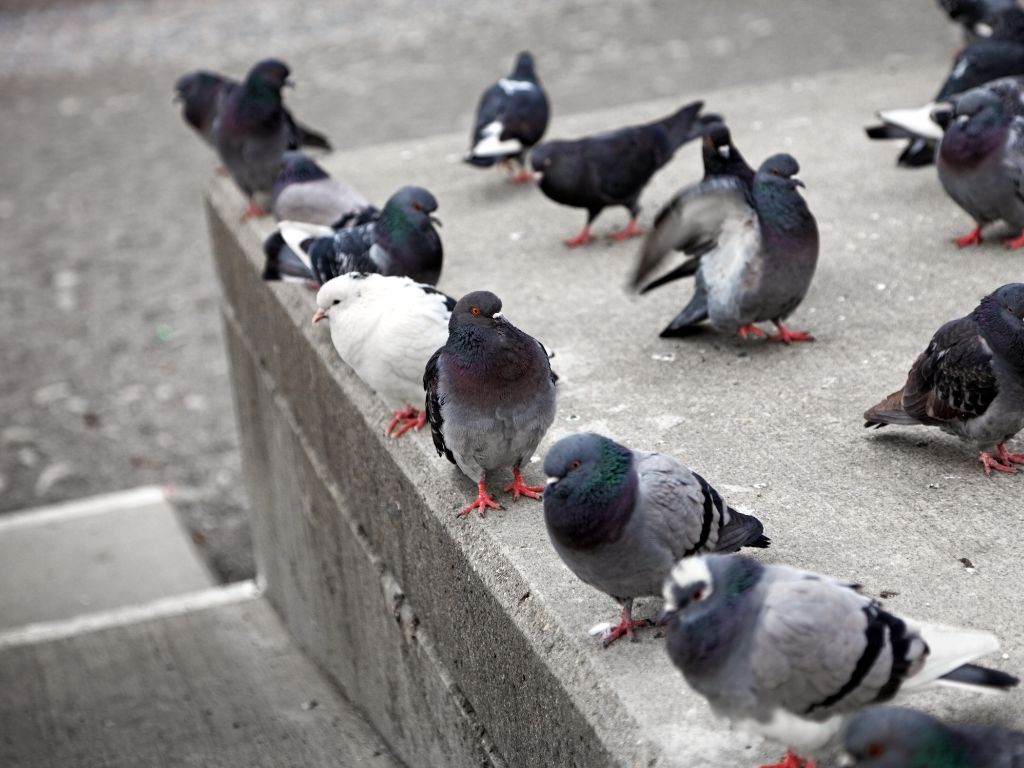 How do pigeons reproduce?