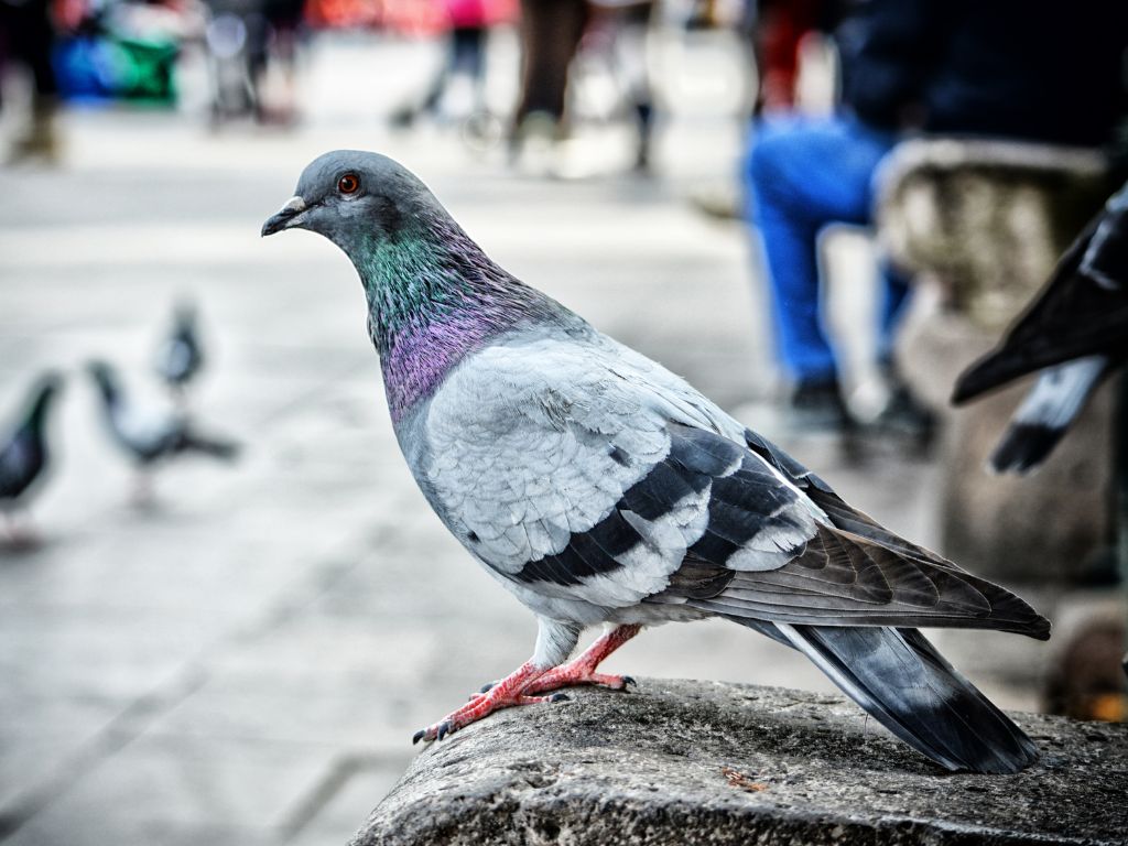 How do pigeons reproduce?