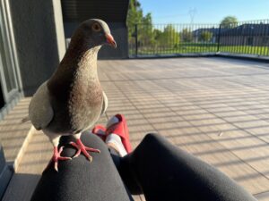 How long do pigeons live in captivity?