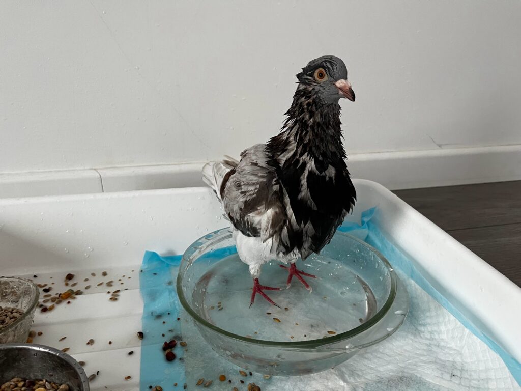 Pigeon bath