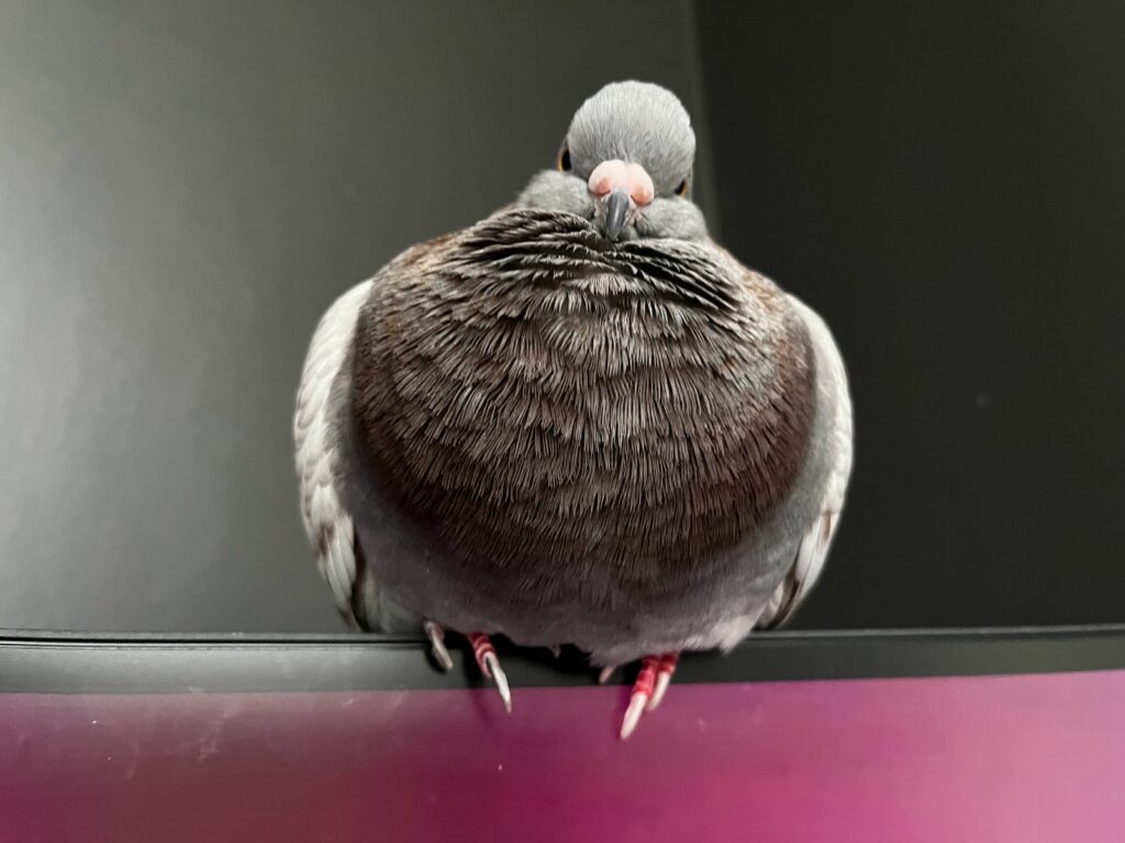 My tamed pigeon Gerard