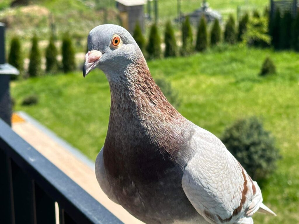 Pigeons as pets