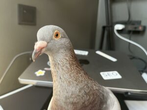 Read more about the article What Does it Mean When a Pigeon Comes to You?