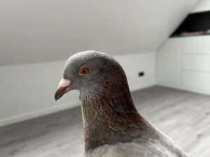 Read more about the article How much do pigeons cost?