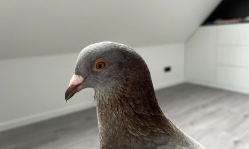 How much do pigeons cost?