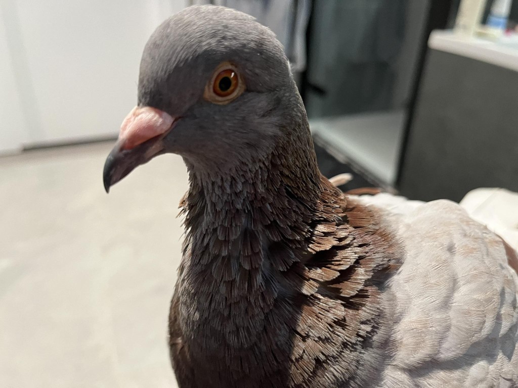 How much do pigeons cost