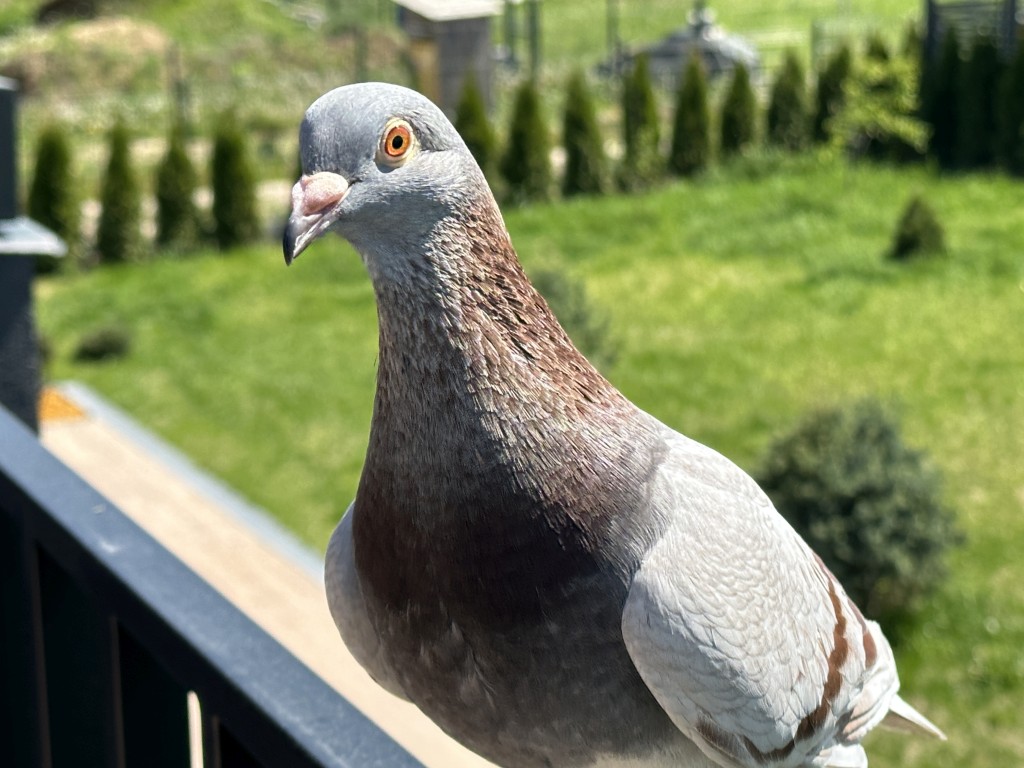 Where are pigeons native to?