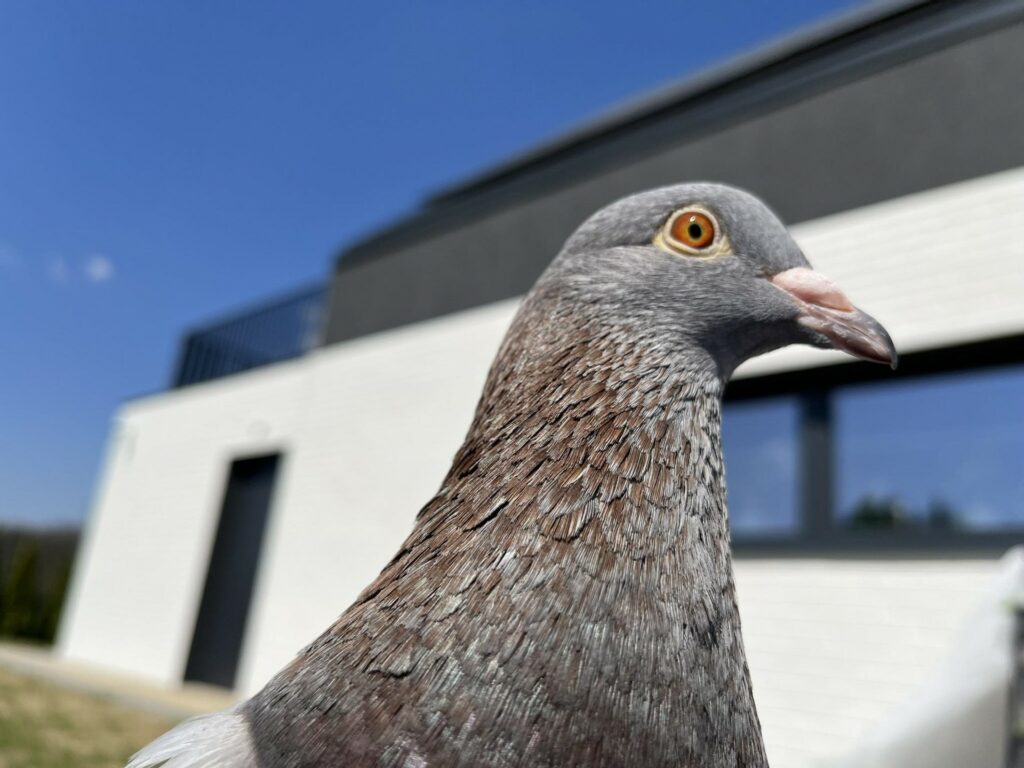 What Does It Mean When a Grey Pigeon Comes to Your House?