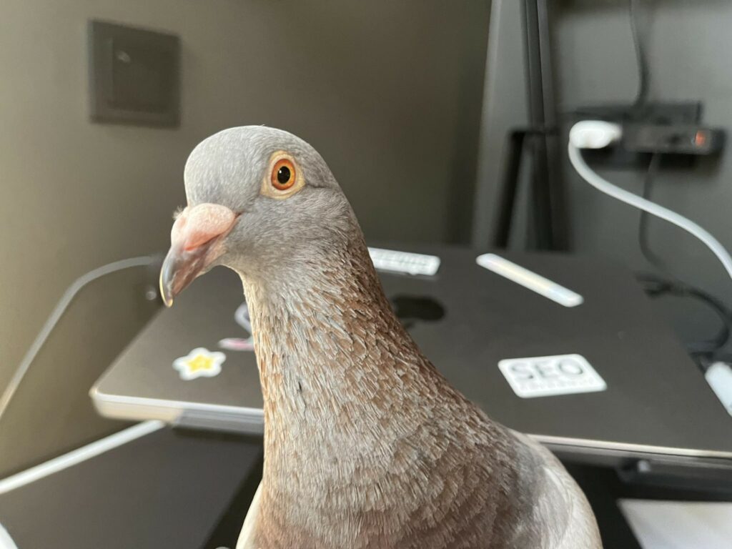 What Does It Mean When a Grey Pigeon Comes to Your House?