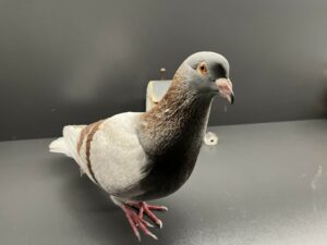 Read more about the article What Does a Pigeon Sound Like?