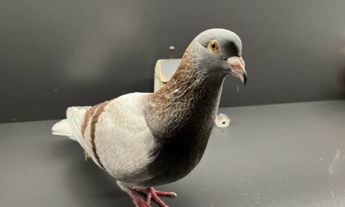 What Does a Pigeon Sound Like?