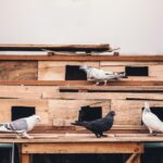 How to Build a Pigeon Coop