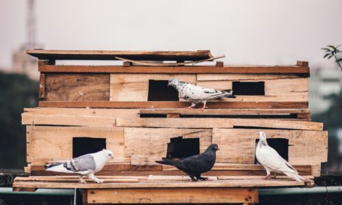How to Build a Pigeon Coop?