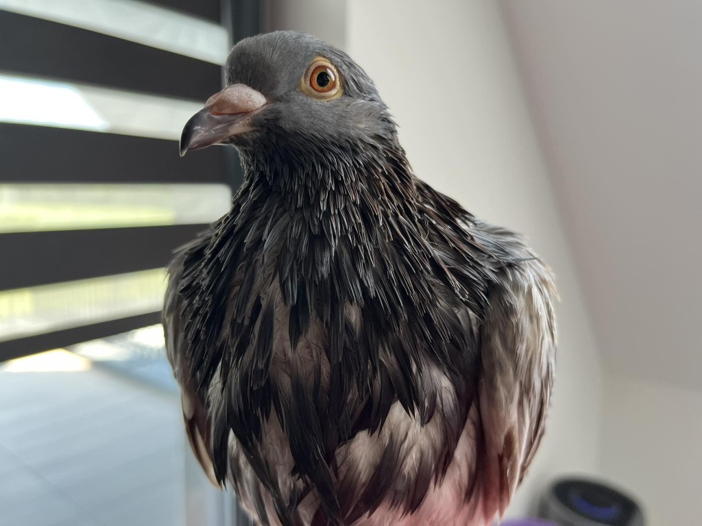 What Does a Pigeon Look Like?